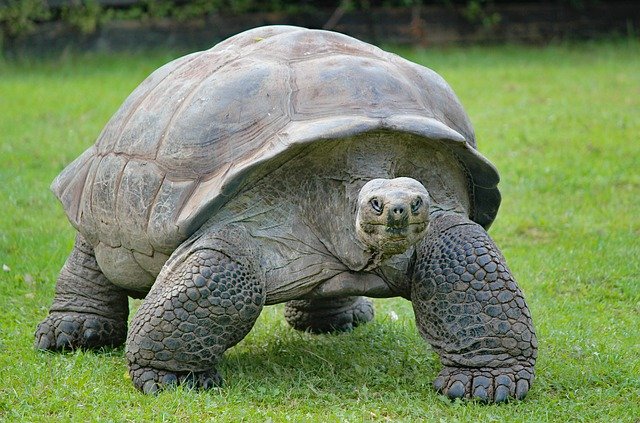 Les Micocouliers : visiter la vallee des tortues à sorede (66)